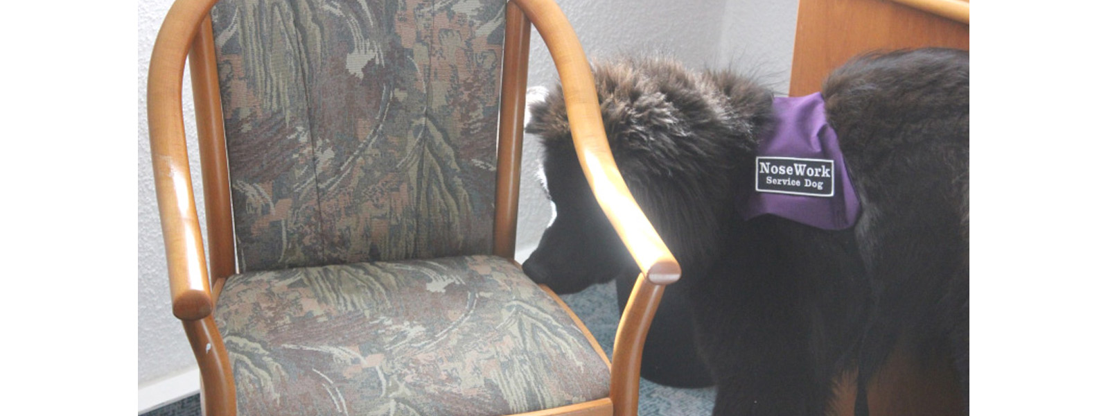 Bild vom suchendem Hund