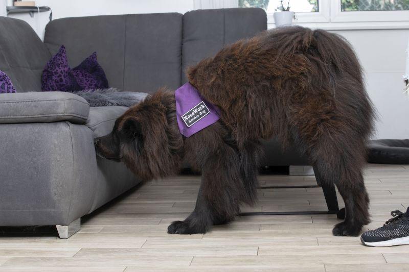 Bild vom suchendem Hund