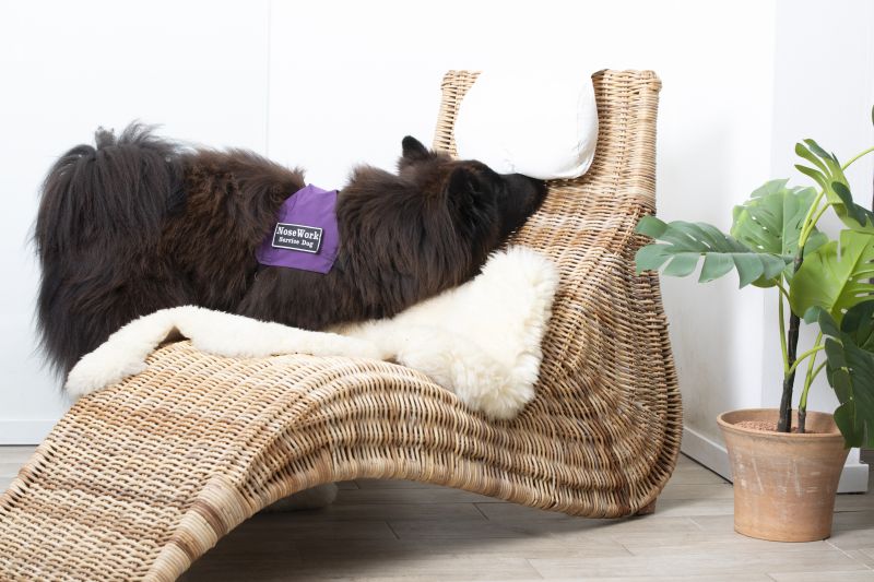 Bild vom suchendem Hund