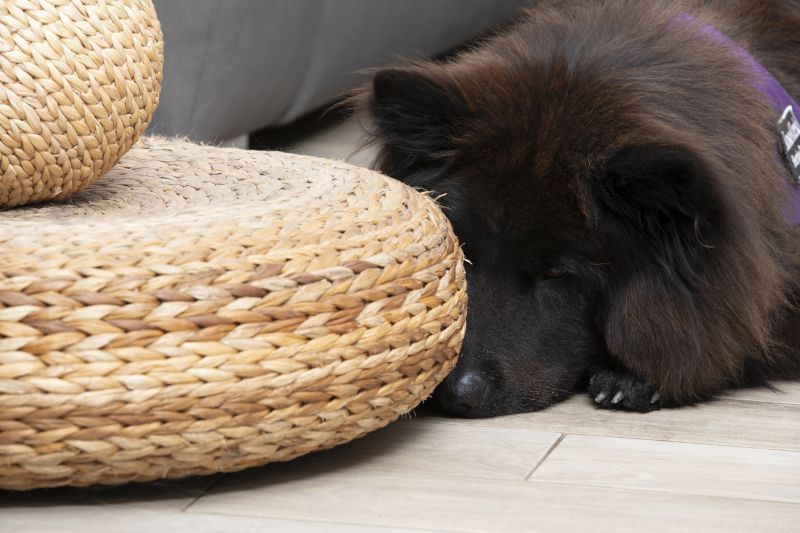 Bild vom suchendem Hund